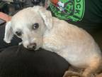 Adopt Daisy a White Bichon Frise / Mixed dog in East Patchogue, NY (40505643)