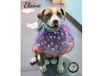 Adopt 24-05-1546 Elaine a Pit Bull Terrier / Mixed dog in Dallas, GA (41486326)