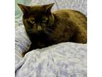 Adopt Shadow a Domestic Shorthair / Mixed cat in Cornwall, ON (41490902)