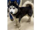 Adopt 18890 a Siberian Husky / Mixed dog in Covington, GA (41507006)