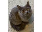Adopt Wilma a Domestic Mediumhair / Mixed (medium coat) cat in Williamstown