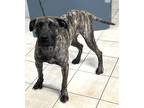 Adopt Cora a Mastiff / Mixed dog in Williamstown, KY (41507002)
