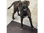 Adopt Dexter a Boxer / Labrador Retriever / Mixed dog in Williamstown