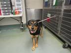 Adopt Maximus a Rottweiler / Mixed dog in Raleigh, NC (41506834)
