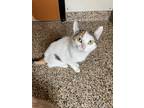 Adopt Gracie a White (Mostly) Domestic Shorthair (short coat) cat in Hackensack