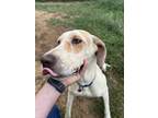 Adopt Penny a White - with Tan, Yellow or Fawn Great Dane / Bloodhound / Mixed