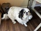 Adopt Ollie a White - with Black Shih Tzu / Papillon / Mixed dog in Johnstown