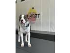 Adopt Nogi a Gray/Blue/Silver/Salt & Pepper American Staffordshire Terrier /