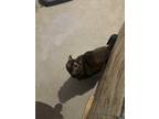 Adopt Nala a Tortoiseshell Domestic Shorthair / Mixed (short coat) cat in Crown