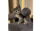 Adopt Axl Rose a Gray, Blue or Silver Tabby Domestic Shorthair (short coat) cat