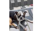 Adopt Sophie & Chloe a Brindle - with White Boston Terrier / Boston Terrier /
