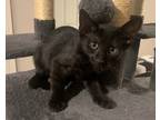 Adopt Ziggy Marley a All Black Domestic Shorthair (short coat) cat in La Quinta