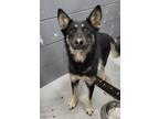 Adopt Luna a Black German Shepherd Dog dog in Nogales, AZ (41506602)