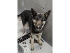 Adopt Onyx a Black German Shepherd Dog dog in Nogales, AZ (41506600)