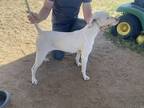 Adopt River a White - with Tan, Yellow or Fawn Pointer / Mixed dog in Hesperia