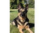 Adopt Millie a Black - with Tan, Yellow or Fawn German Shepherd Dog / Mixed dog