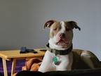Adopt Atlas a Tan/Yellow/Fawn - with White American Pit Bull Terrier / Mixed dog