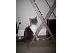 Adopt Steve a Gray or Blue American Shorthair / Mixed (medium coat) cat in