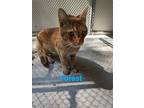 Adopt Forest a Orange or Red (Mostly) Domestic Shorthair / Mixed (short coat)