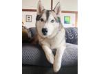 Adopt Loki a White - with Tan, Yellow or Fawn Husky / Norwegian Elkhound / Mixed