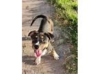 Adopt Dipper a Brindle - with White Australian Cattle Dog / Boston Terrier /