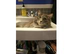 Adopt Chilaquiles a Gray or Blue (Mostly) Norwegian Forest Cat / Mixed (medium