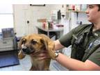Adopt Layla a Red/Golden/Orange/Chestnut Labrador Retriever dog in Weatherford