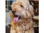 Adopt Simba a Tan/Yellow/Fawn Goldendoodle / Mixed dog in Warrington