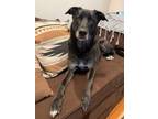 Adopt Raelyn a Black German Shepherd Dog / Mixed dog in Pawling, NY (41506534)