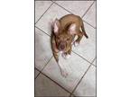 Adopt Chalupa a Red/Golden/Orange/Chestnut - with White Terrier (Unknown Type