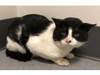 Adopt Kodiak a Domestic Shorthair / Mixed cat in Sheboygan, WI (41506526)
