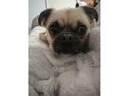 Adopt Harley a Tan/Yellow/Fawn - with Black Pug / Pomeranian / Mixed dog in