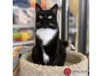 Adopt Tarot a Black & White or Tuxedo American Shorthair (short coat) cat in St.