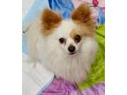 Adopt Marty a Pomeranian / Mixed dog in Vallejo, CA (41506507)