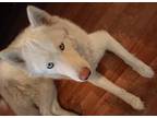 Adopt Bolt a White Husky / Mixed dog in Mobile, AL (41506505)