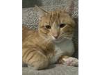 Adopt Orange a Orange or Red Tabby American Shorthair / Mixed (short coat) cat