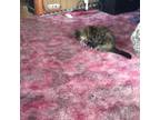 Adopt Arwin a Brown or Chocolate RagaMuffin / Mixed (short coat) cat in