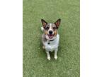 Adopt Willow a Tricolor (Tan/Brown & Black & White) Australian Cattle Dog /
