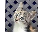 Adopt Julianne a Domestic Shorthair / Mixed cat in Midland, TX (41506405)