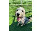 Adopt Stitch a White - with Black Aussiedoodle / Mixed dog in El Cajon