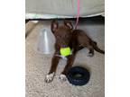 Adopt “Bobbie” a Brown/Chocolate - with White Pointer / Mixed dog in Oxford