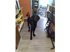 Adopt Midnight a Black Goldendoodle / Mixed dog in Jonesboro, AR (41506371)