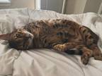 Adopt Rocky a Spotted Tabby/Leopard Spotted Bengal / Mixed (medium coat) cat in