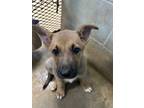 Adopt Socks a Brown/Chocolate - with White German Shepherd Dog / Mixed dog in