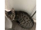 Adopt Blossom a Gray, Blue or Silver Tabby Tabby / Mixed (short coat) cat in