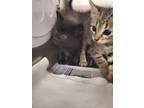 Adopt 2024-05-173 a Domestic Shorthair / Mixed (short coat) cat in Winder