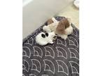 Adopt Kitten a Spotted Tabby/Leopard Spotted Domestic Mediumhair / Mixed (medium