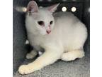 Adopt Sarabi a Domestic Shorthair / Mixed (short coat) cat in Staten Island