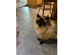 Adopt Winston a White (Mostly) Siamese / Mixed (long coat) cat in Deland