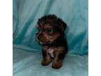 Yorkshire Terrier Puppy for sale in Allendale, MI, USA